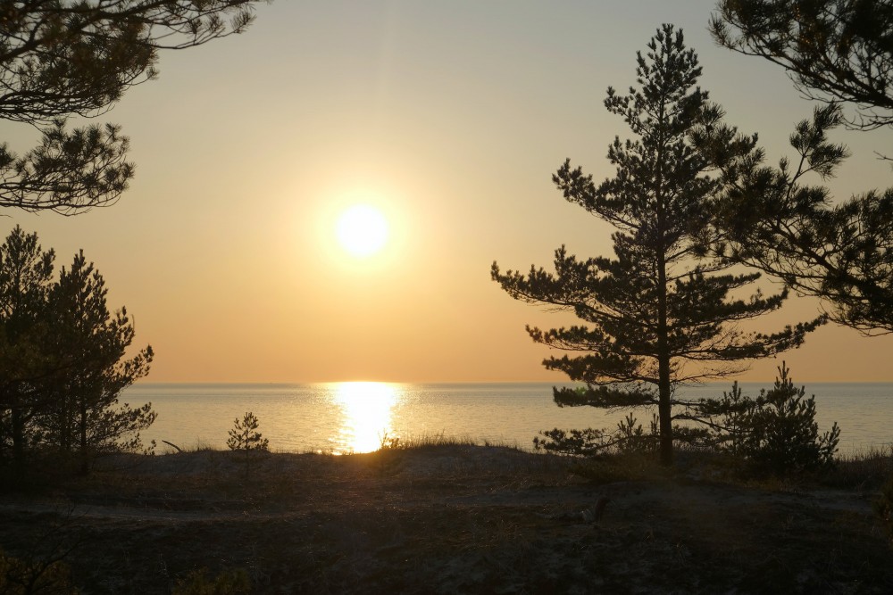 Priedes silueti saulrietā Priedes silueti saulrietā