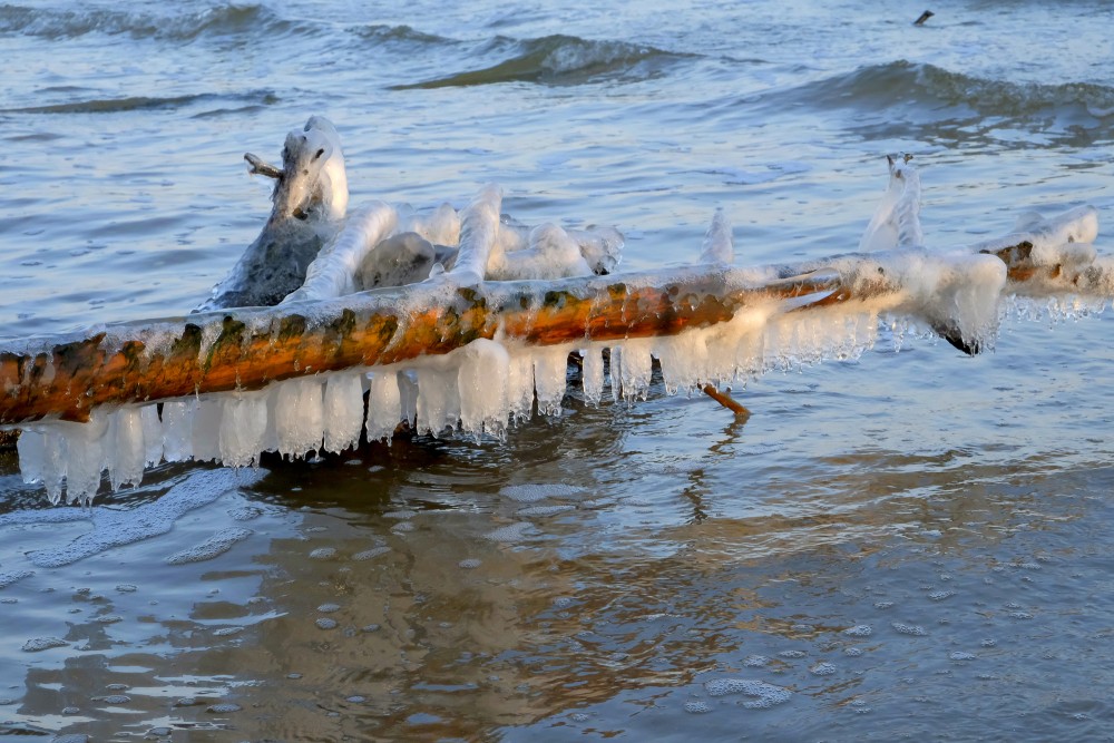 Lāstekas uz vētras nogāztiem kokiem Kolkasragā