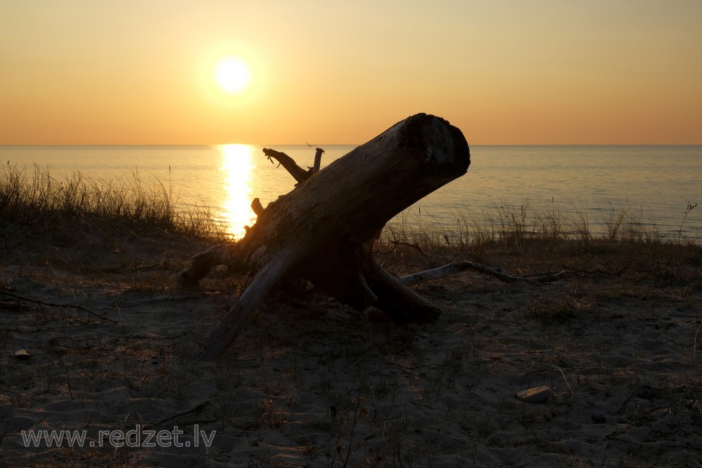 Tree Trunk by the Sea at Sunset