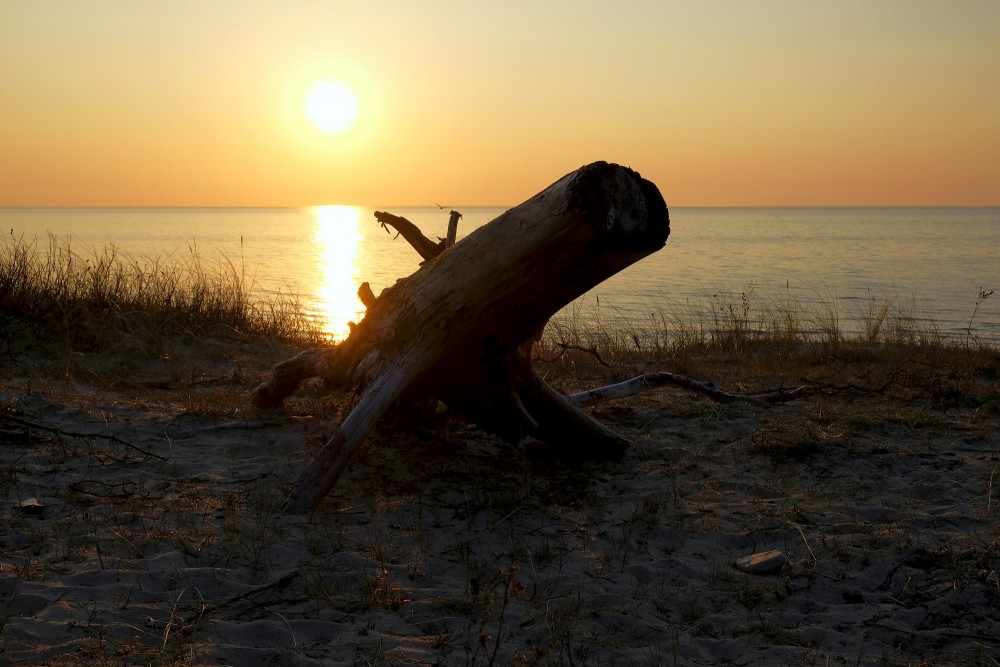 Sakaltis koks jūras krastā saulrietā