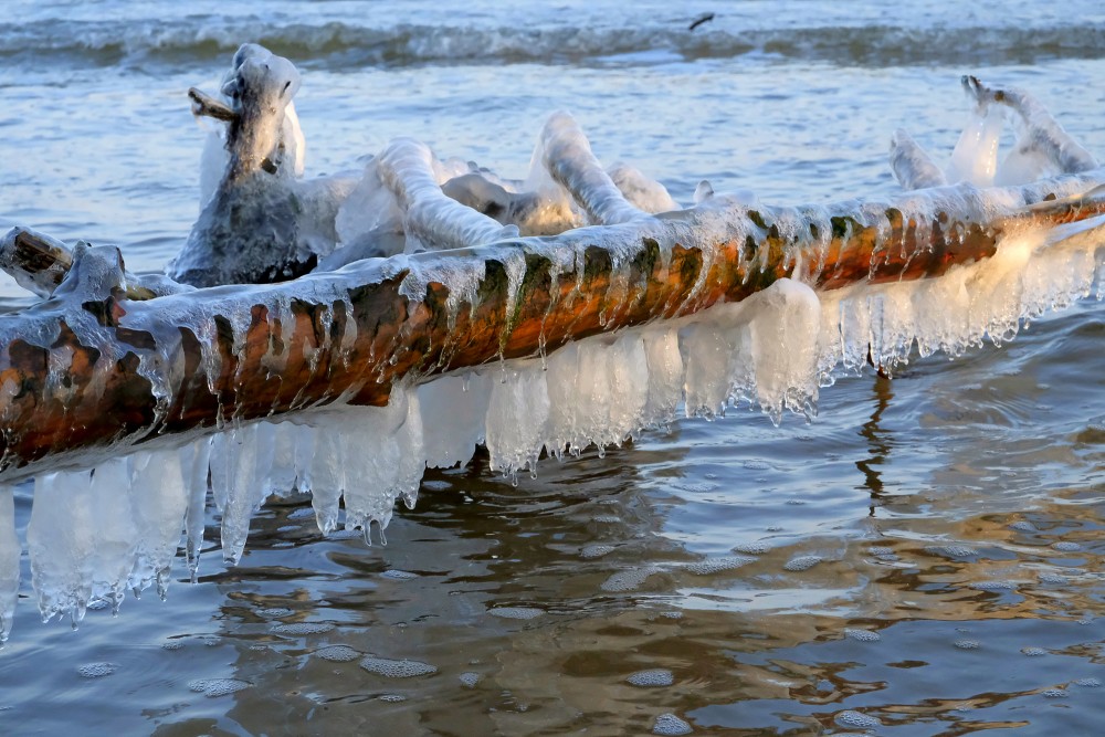Lāstekas uz vētras nogāztiem kokiem Kolkasragā