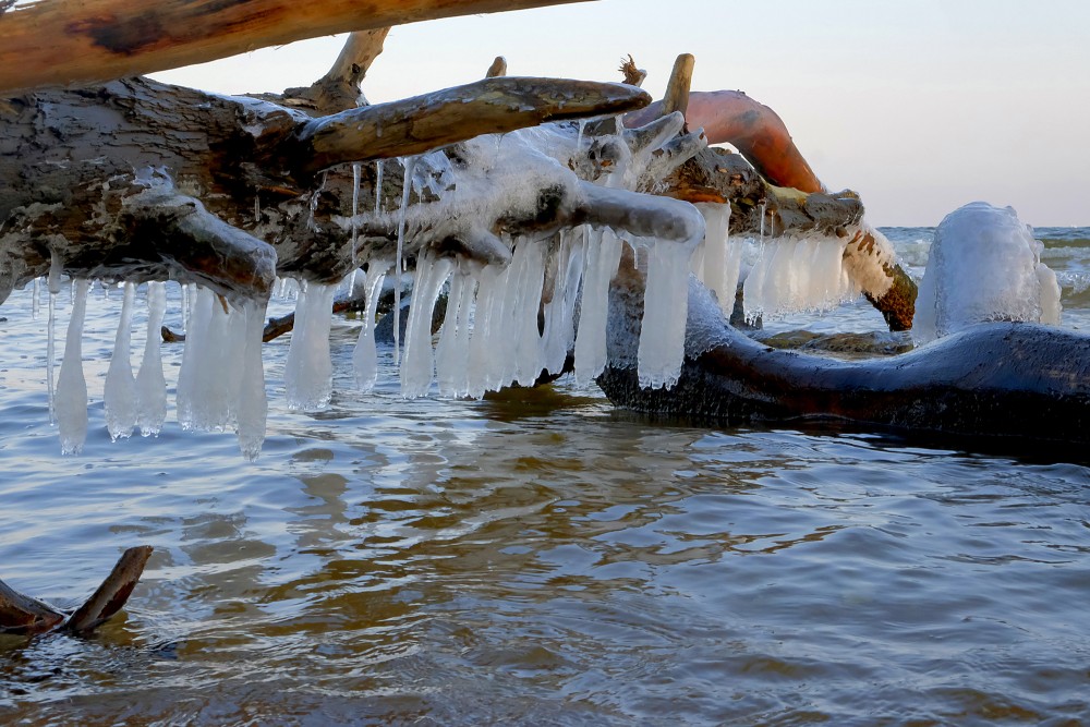 Lāstekas uz vētras nogāztiem kokiem Kolkasragā