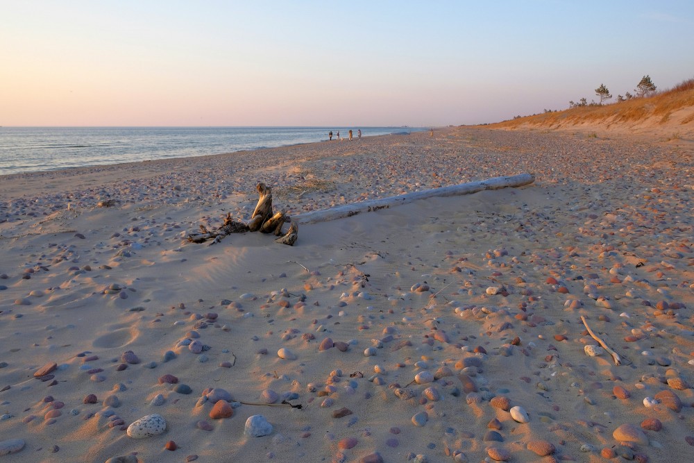 Tree on the Seashore