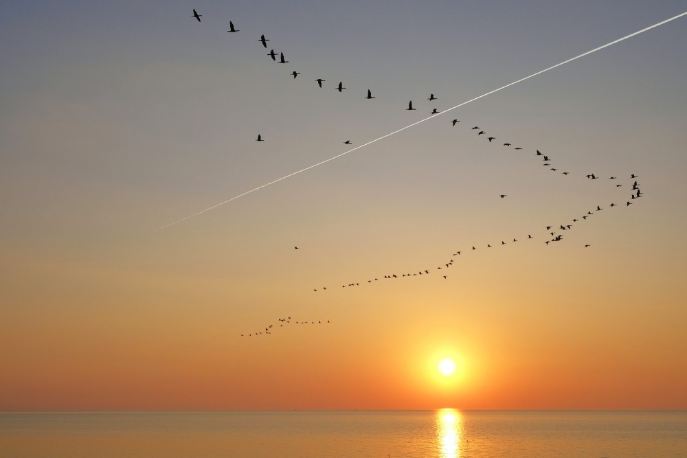 Jūras kraukļu lidojums saulrietā Jūras kraukļu lidojums saulrietā