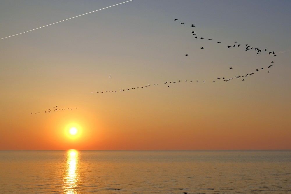 Jūras kraukļu lidojums saulrietā virs jūras