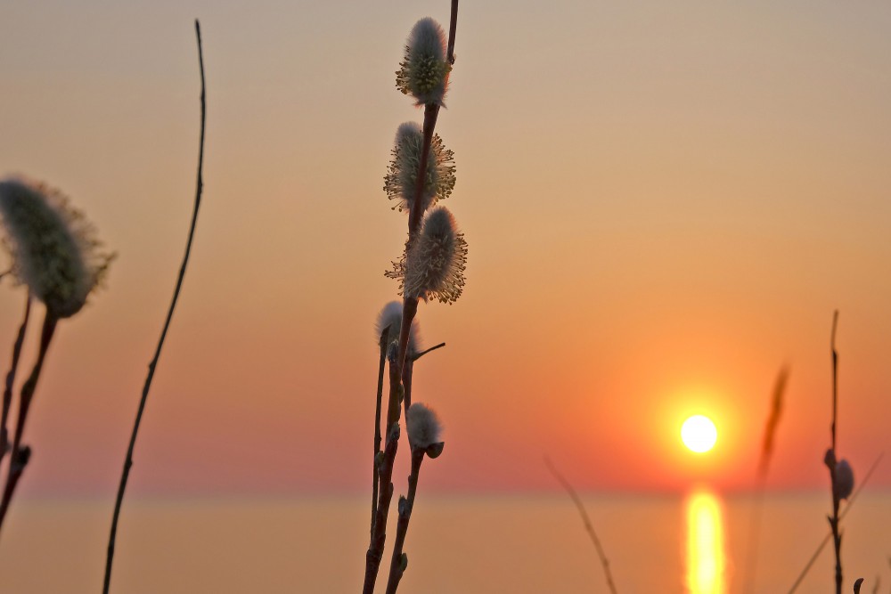 Pūpoli saulrietā uz Jūras fona