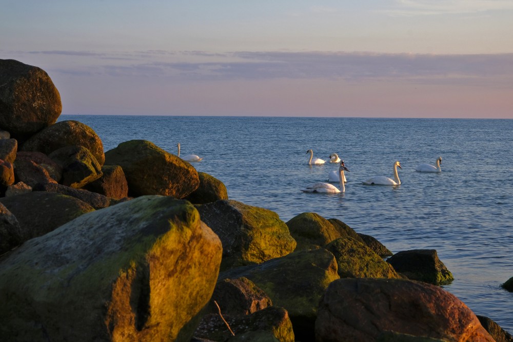 Swans At Pāvilosta Pier