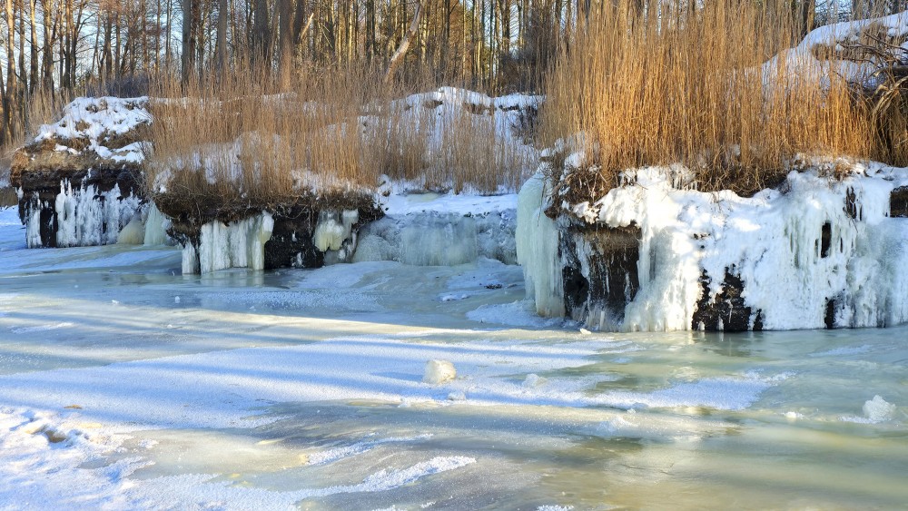 Ziemas ainava ar sasalušiem piekrastes augiem Staldzenē