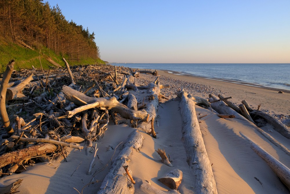 Fallen trees on the coast of Kurzeme Seaside