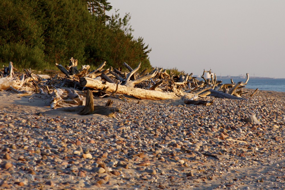 Krituši koki Kurzemes pludmalē