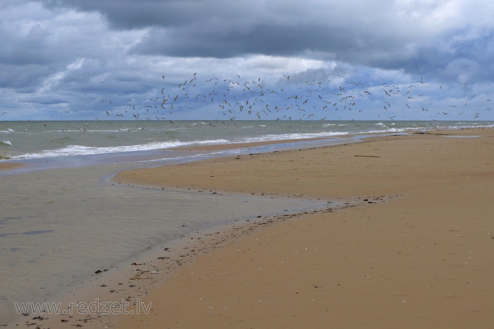 Seagull Rises in Flight