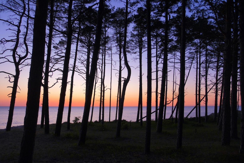 Baltic Sea after Sunset, Tree Silhouettes