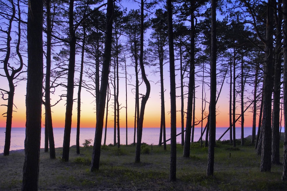 Baltijas jūra pēc saulrieta, koku silueti