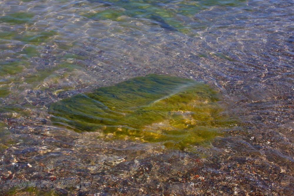 Akmens ar aļģēm jūrā