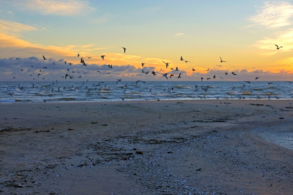 Jūras ainava ar lidojošām kaijām