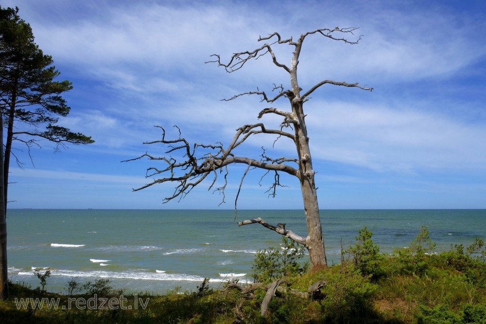 A Dead Tree By The Sea