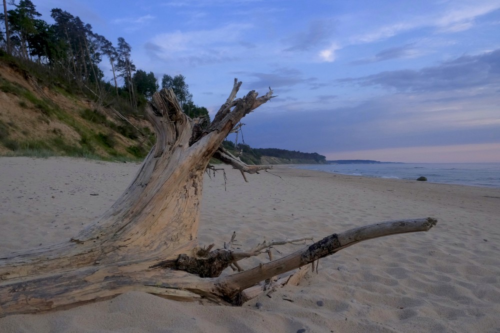 Sakaltis koks pludmales smiltīs