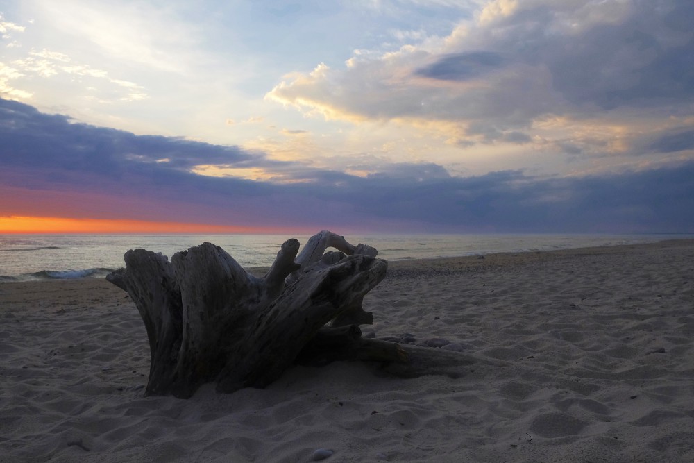 A Dead Tree in the Sand of a Beach at Sunset