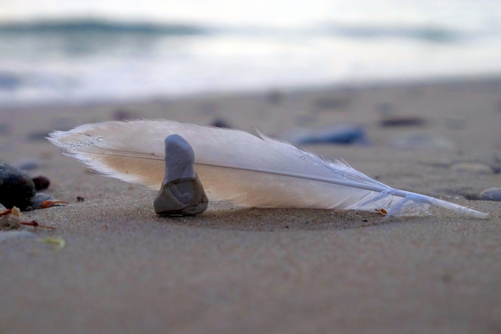 A Pebble and a Bird Feather in the Beach Sand