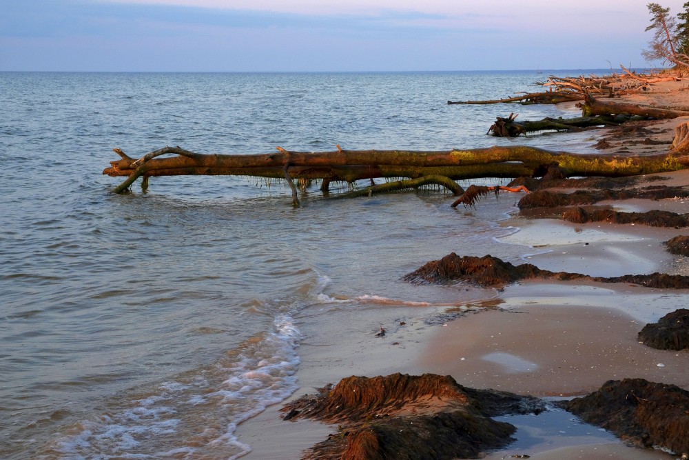 Vētras nogāztie koki Kolkasragā, saullēktā