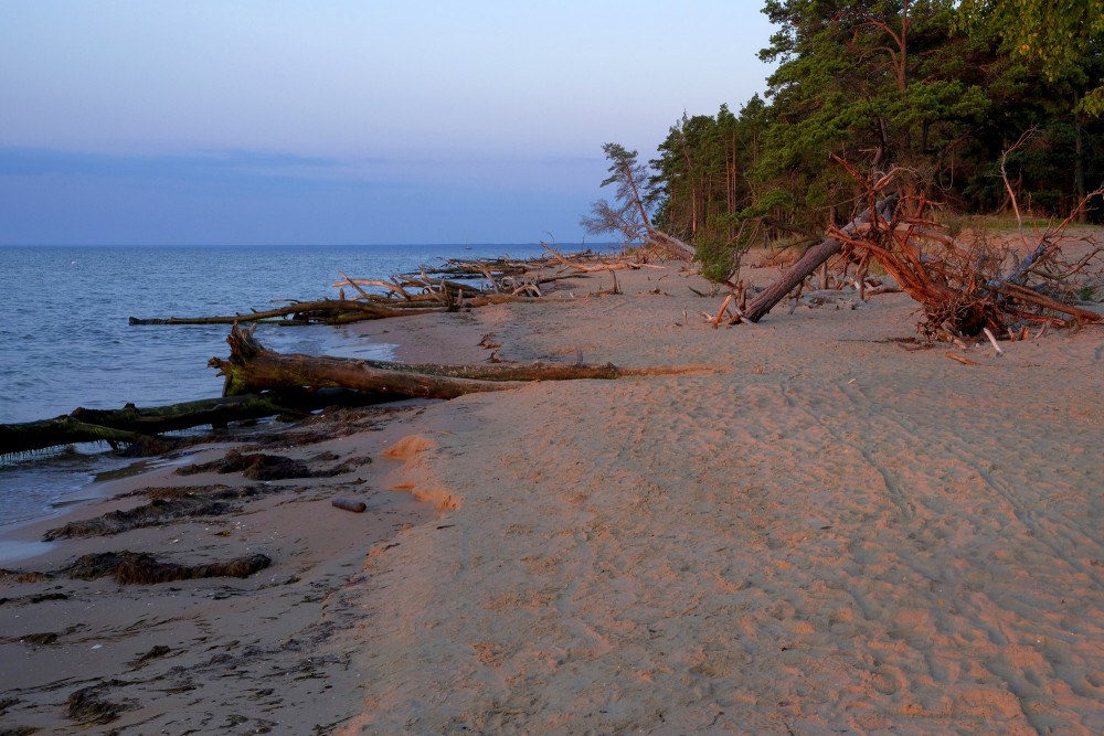 Vēja nogāztie koki Kolkasraga pludmalē