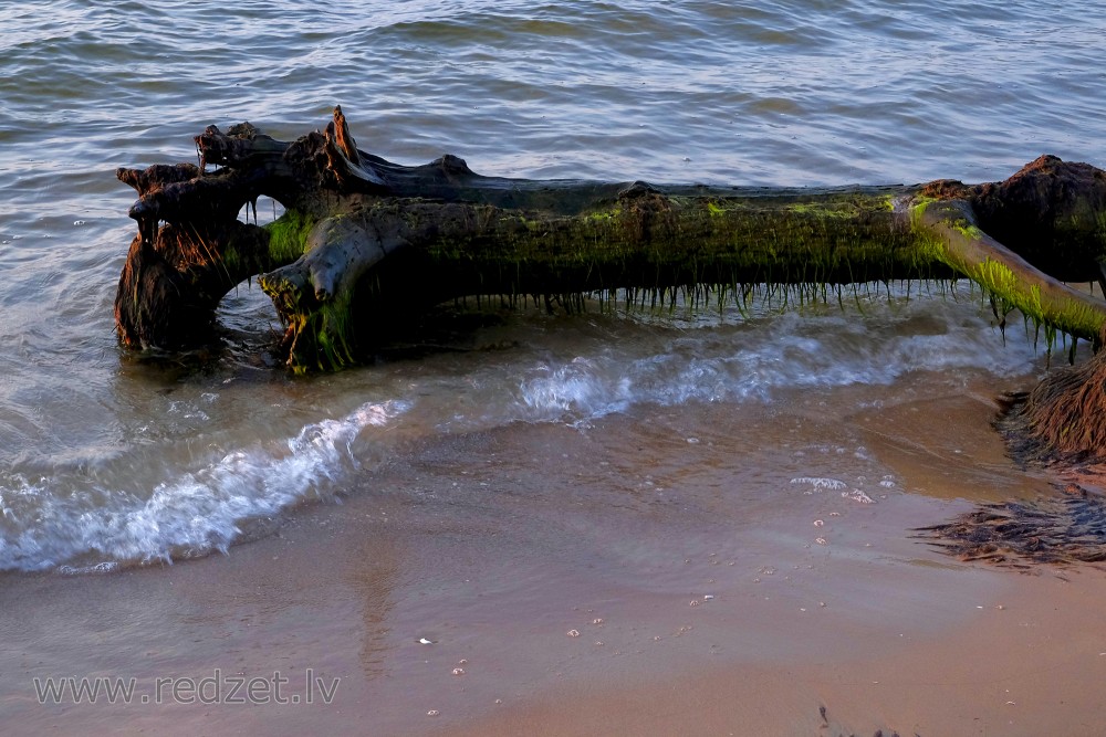 Dead Tree Trunk by the Sea