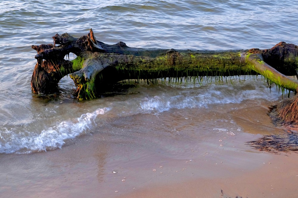 Ar aļģēm apaudzis koka stumbrs Kolkasraga pludmalē