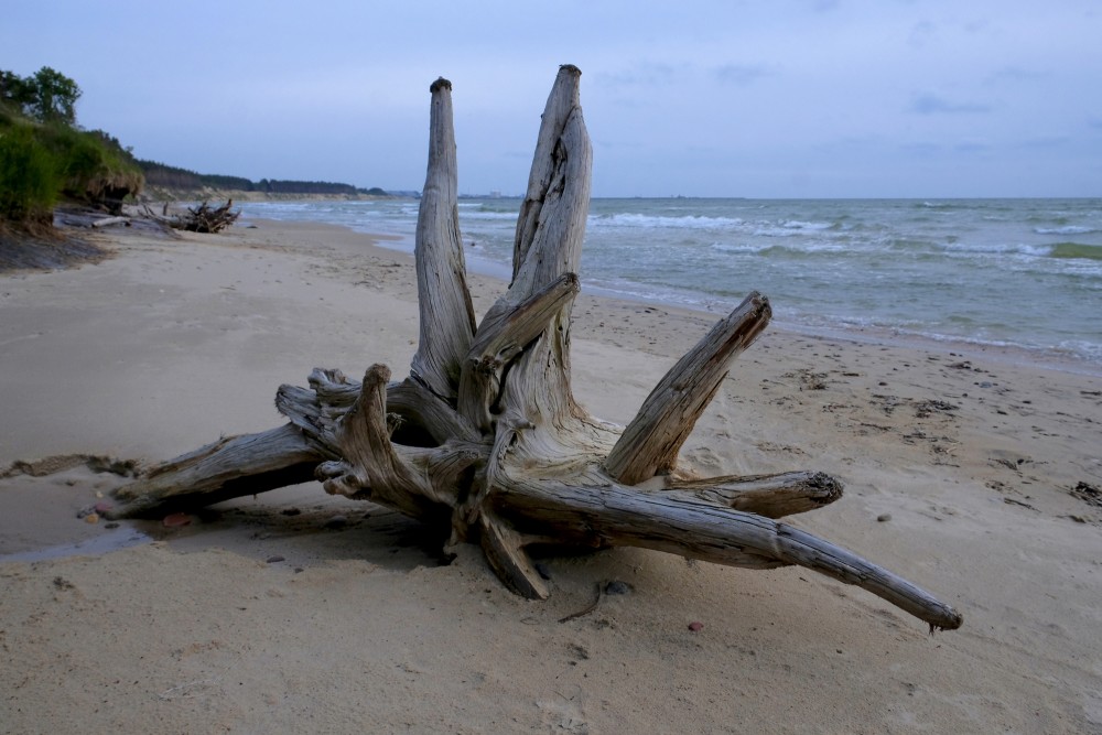 Sakaltusi koka sakne jūras krastā