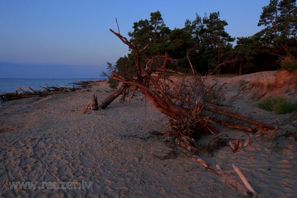 Vēja izgāzti koki Kolkasraga pludmalē