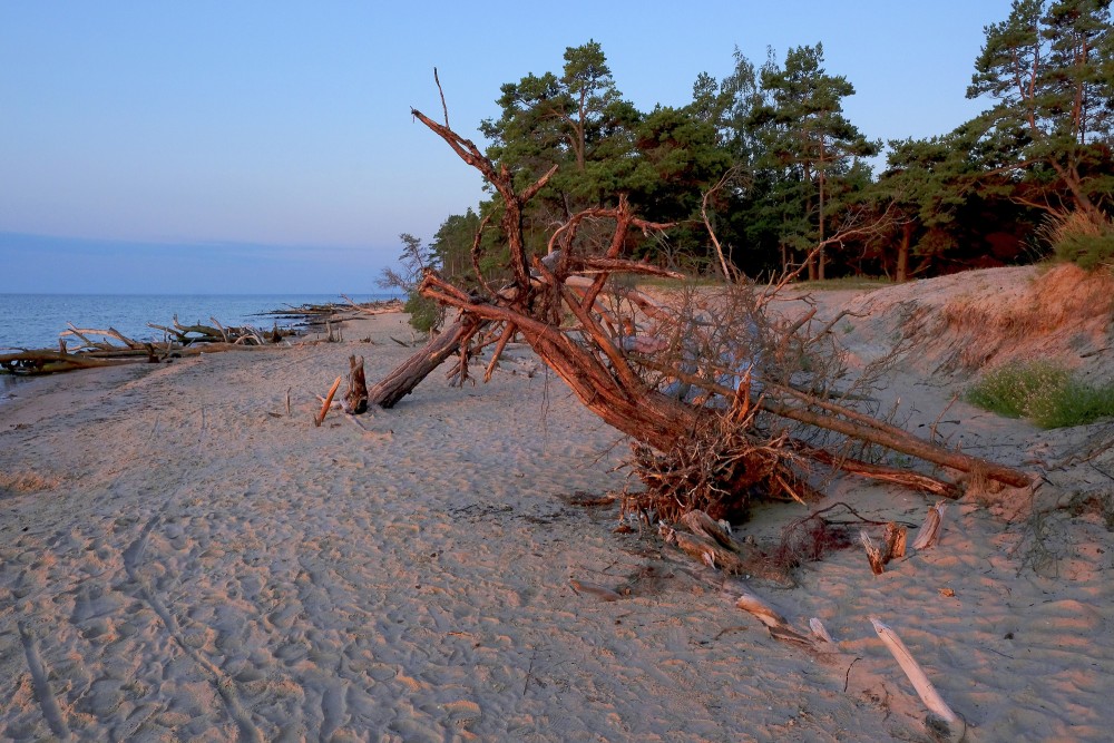 Vēja izgāzti koki Kolkasraga pludmalē