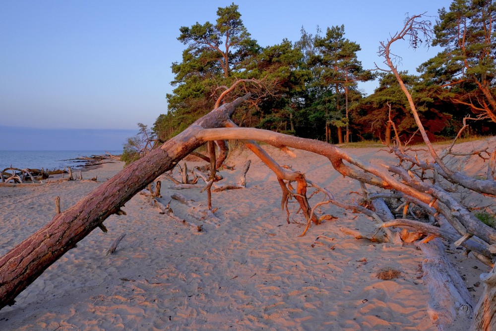Kolkasraga pludmale saullēktā