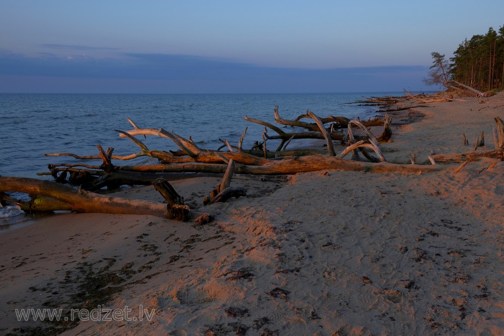 Dead Trees on the Cape Kolka Beach in the Morning Light