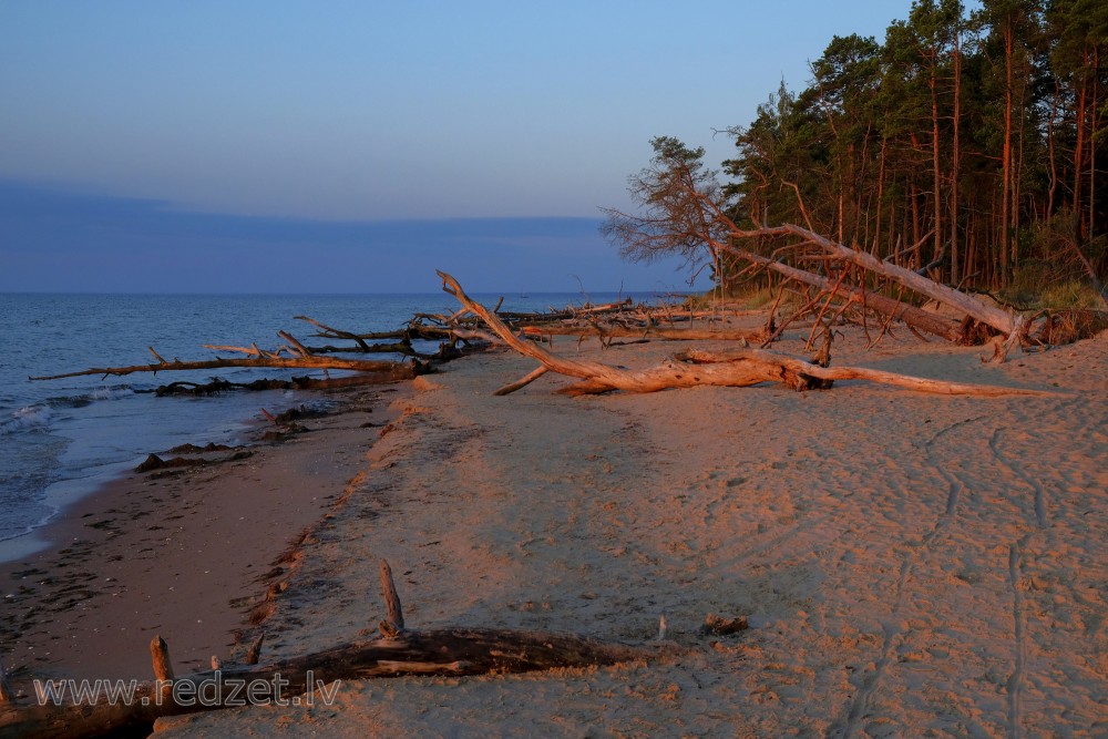 Dead Trees on the Cape Kolka Beach in the Morning Light