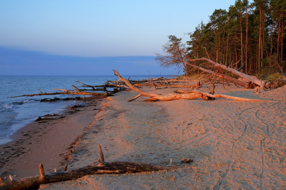 Dead Trees on the Cape Kolka Beach in the Morning Light