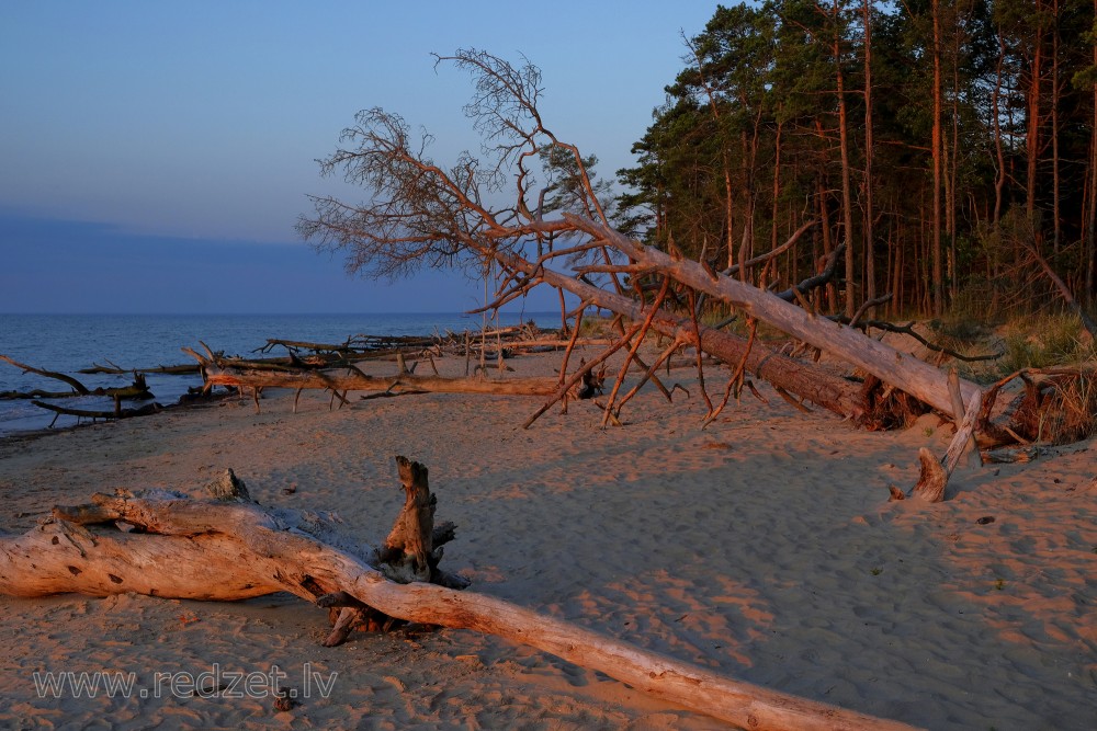 Trees in Cape Kolka Beach Blown Down by the Storm