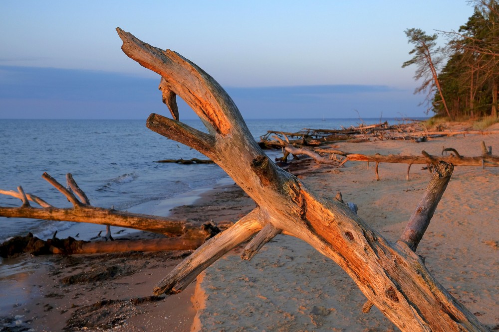 Kolkasrags saullēktā, vēja nogāzti koki