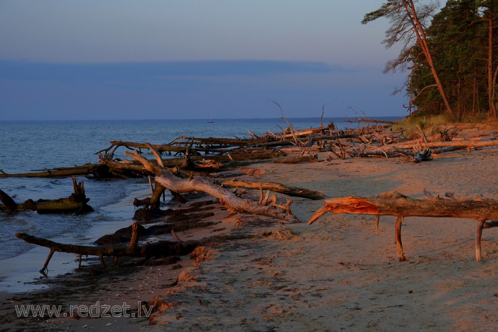 Dead Trees on the Cape Kolka Beach in the Morning Light