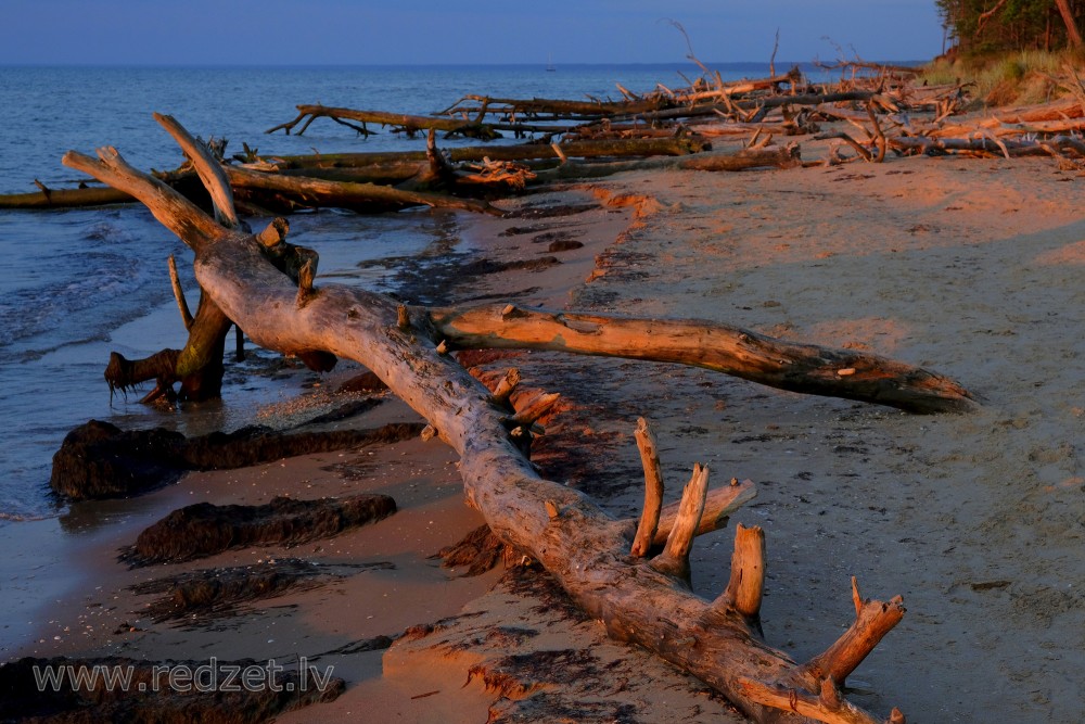 Dead Trees on the Cape Kolka Beach in the Morning Light