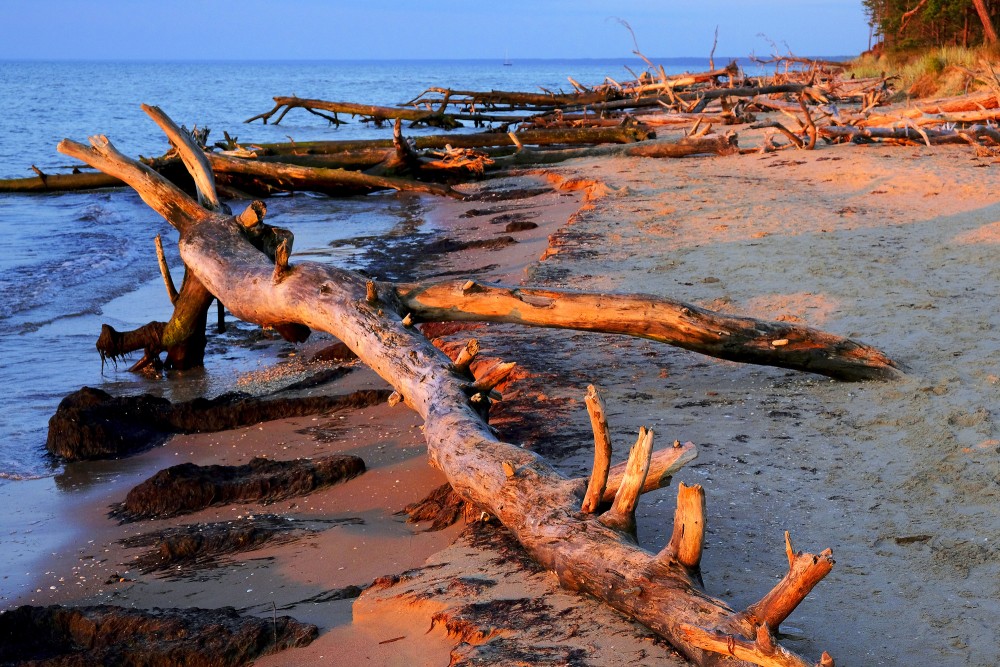 Vētras nogāztie koki Kolkasraga rītausmā