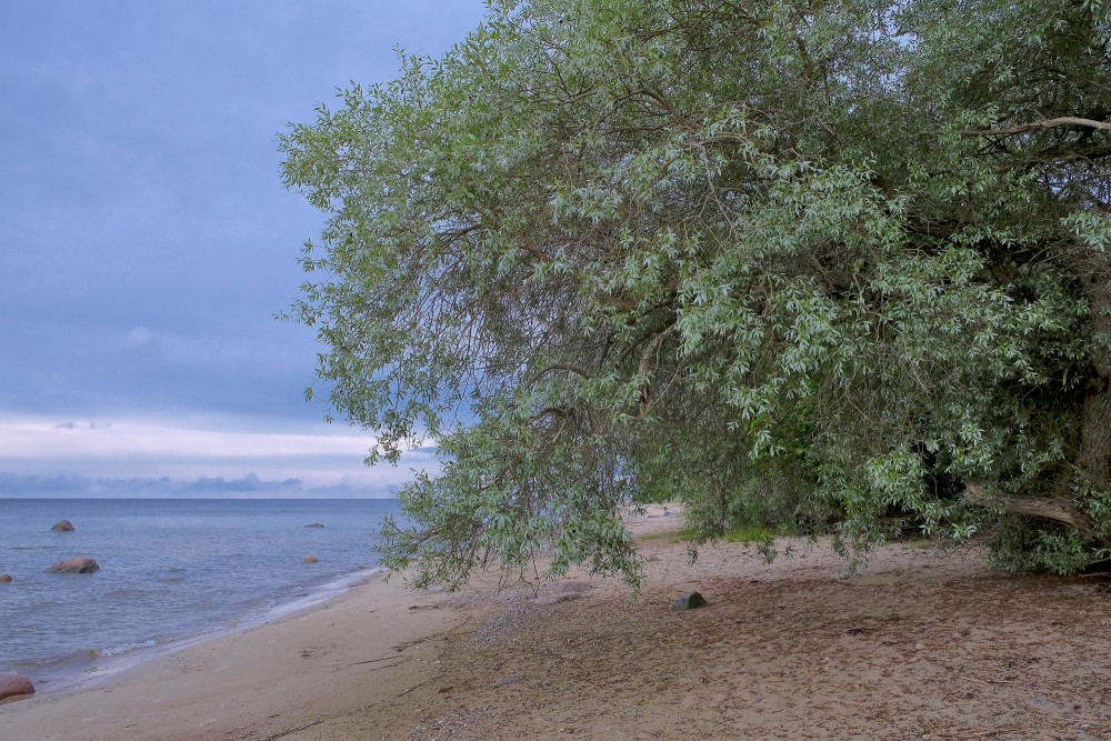 Vītols jūras krastā