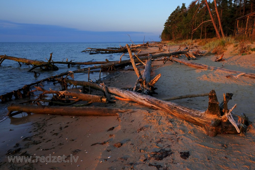 Trees in Cape Kolka Beach Blown Down by the Storm