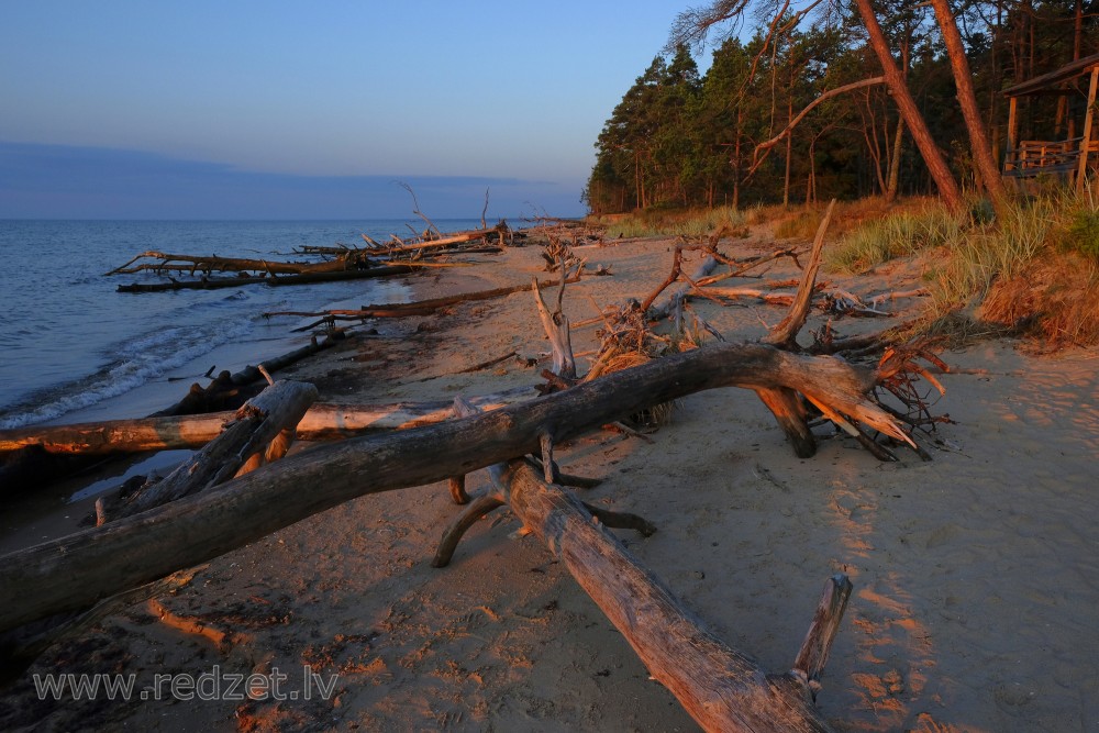 Trees in Cape Kolka Beach Blown Down by the Storm