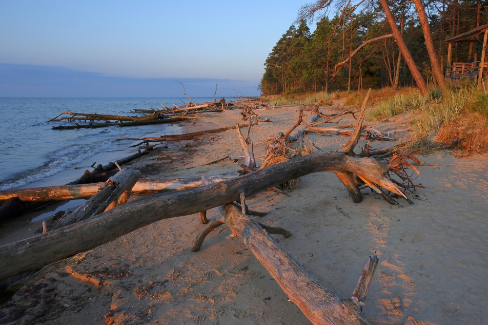Vētras nogāztie koki, Kolkasrags, rītausma