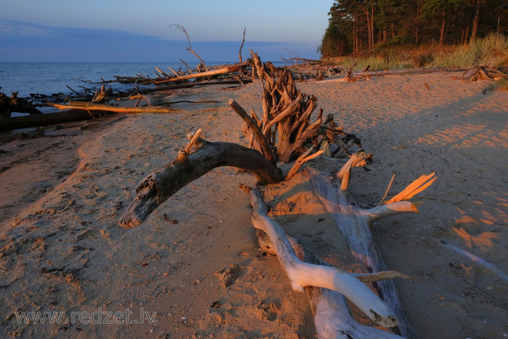 Fallen Tree on Cape Kolka Coastline