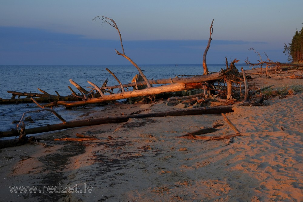 Dead Trees on the Cape Kolka Beach in the Morning Light