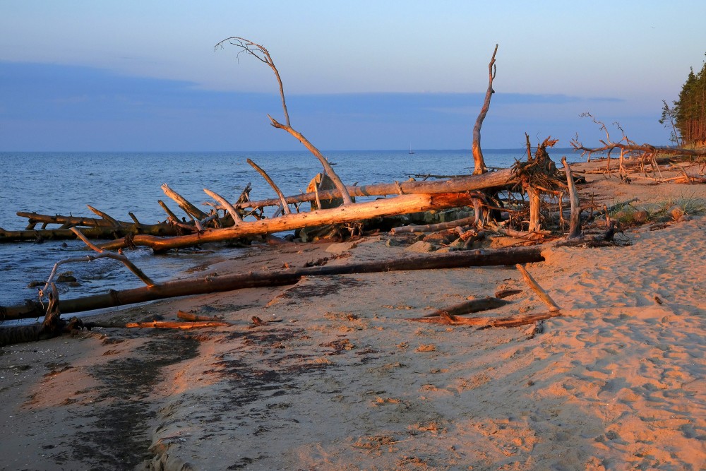 Vētras nogāztie koki, Kolkasrags, rītausma