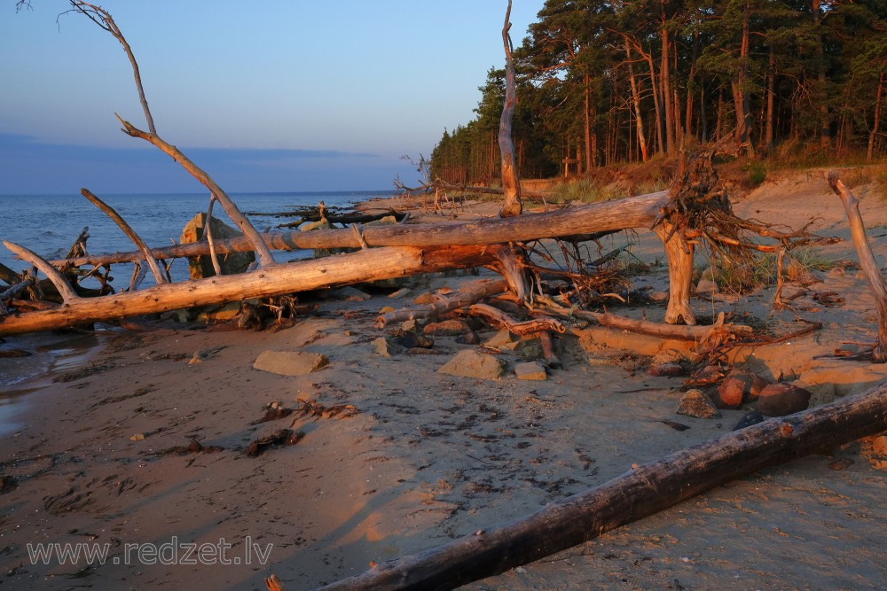 Trees in Cape Kolka Beach Blown Down by the Storm