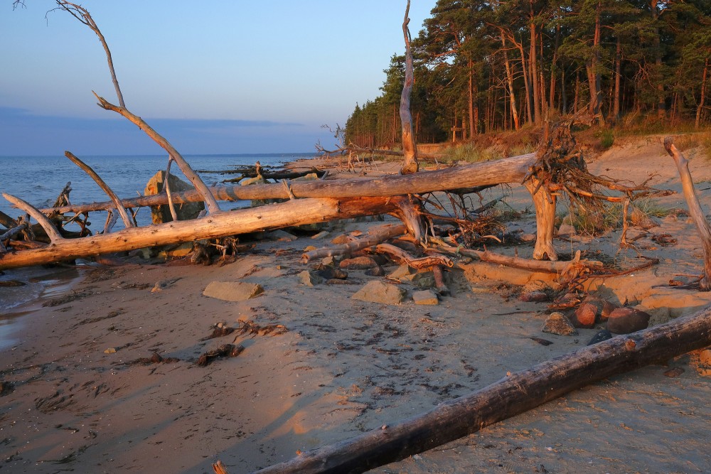 Vētras nogāztie koki, Kolkasrags, rītausma