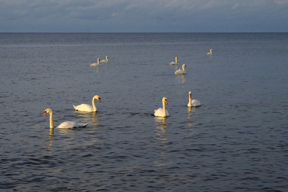 Swans In The Sea