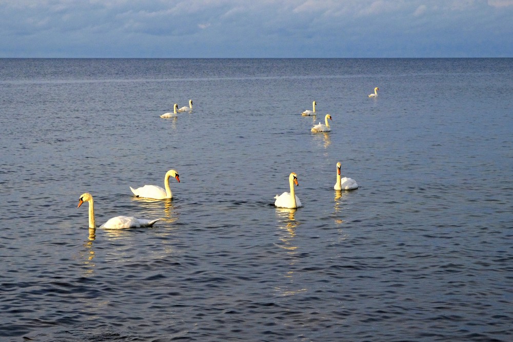 Balti gulbji mierīgā jūrā Balti gulbji mierīgā jūrā